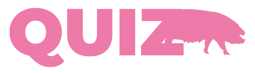 Texte "quizz" associé à un picto de profil de truie rose