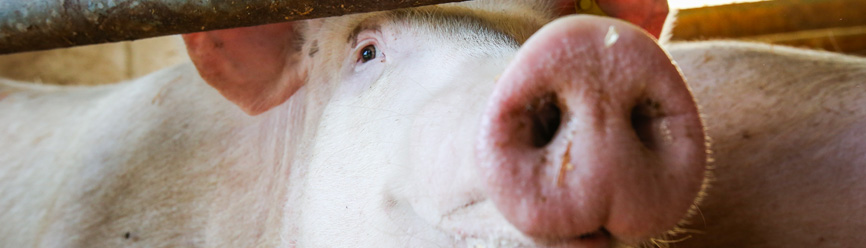 Photo de bannière du site Sécurporc bio représentant 1 cochon en élevage bio.
