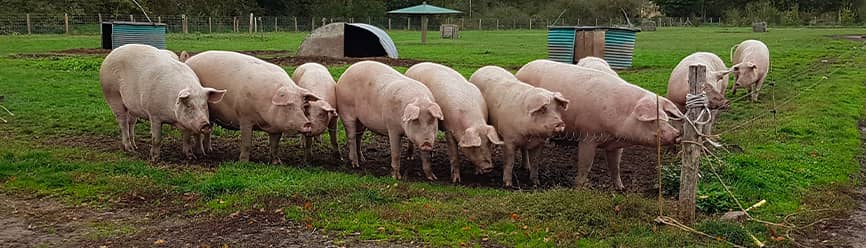 Réglement relatif à l'elevage porcin bio
