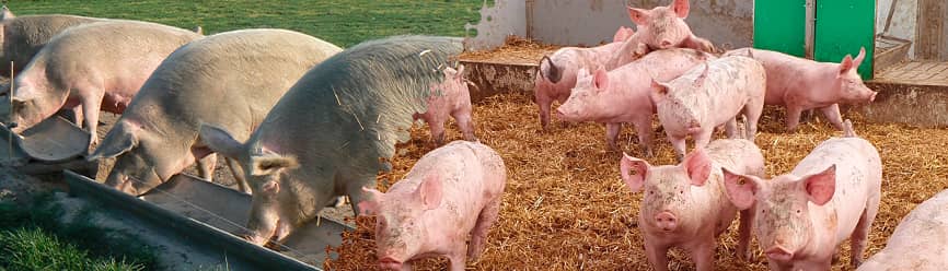 Alimentation des porcs élevés en bio en extérieur et en intérieur