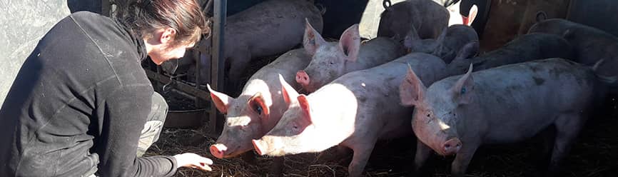 Eleveur porcin bio nourrissant son élevage