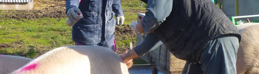 2 éleveurs apportent des soins à un cochon