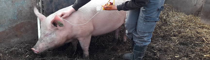 Eleveur oscultant un porc bio